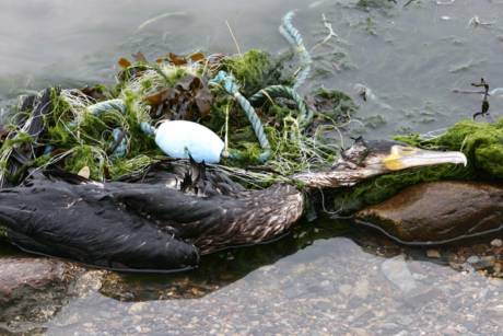 Cormorant bycatch in fishing net. Paddy Dwan