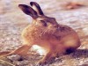 Gentle hares...netted, injected, ear tagged,terrorised, hurt and killed for fun. Gentle hares...netted, injected, ear tagged,terrorised, hurt and killed for fun.