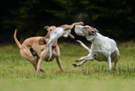 irish_cup_2014_coursing_bloodsport.jpg
